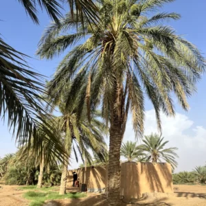 Grand palmier dattier de la palmeraie familiale de Sidi Okba