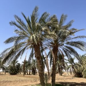 Palmier dattier Deglet Nour adulte de la palmeraie de Sidi Okba