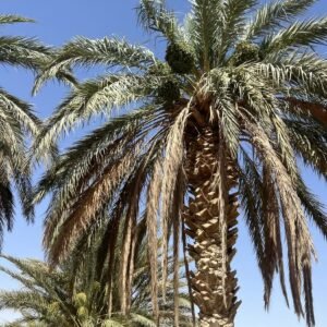 Grand palmier dattier Deglet Nour de la palmeraie de Sidi Okba